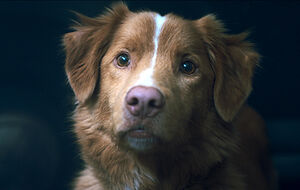 Ni Netflix ni HBO Max: dónde ver Good Boy en streaming, la película que ha reventado la taquilla
