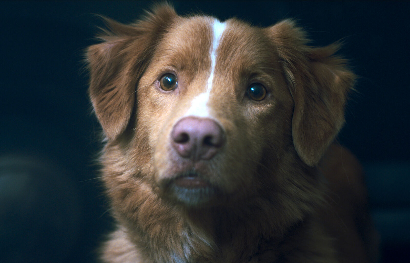 Filmin estrena Good Boy, la primera película de terror contada desde el punto de vista de un perro
